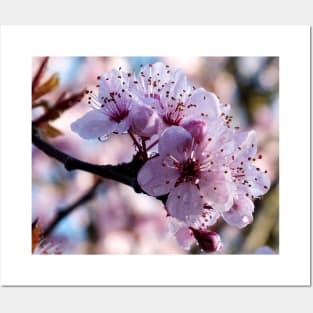 Spring Blossoms Posters and Art